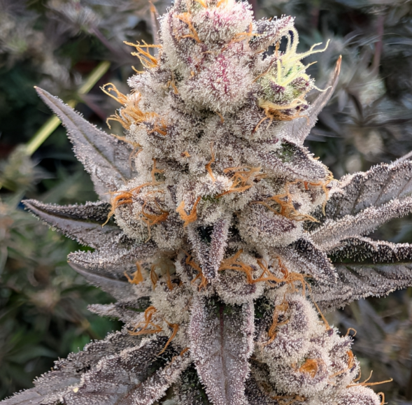 Blunicorn x Platinum Kush Breath