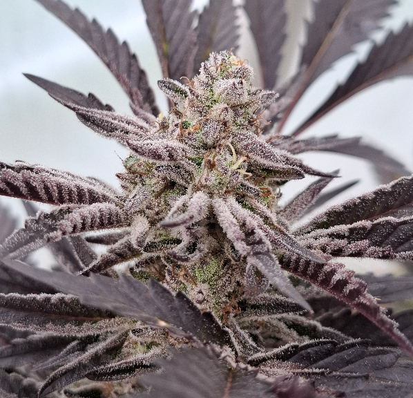 Happy Blessings