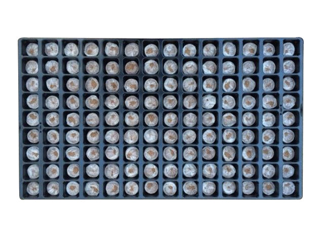 Jiffy Plug Tray 60 Cavity (for 40mm 7C)